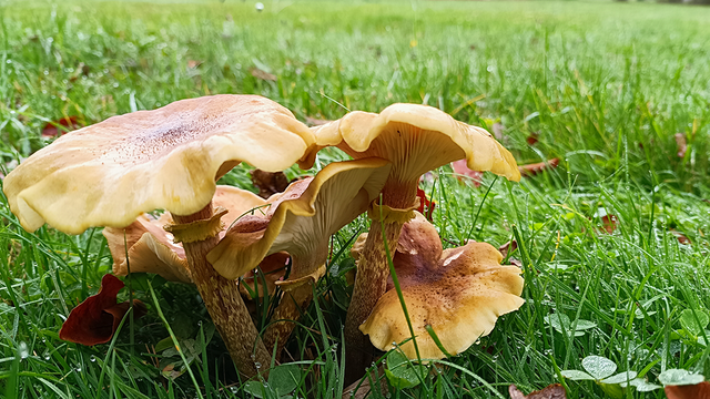Honigpilz